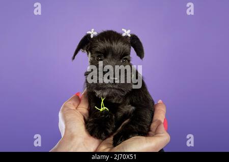 Cucciolo di Shnauzer con lilla primavera in donna mani sul dorso viola. Giovane zwergschnauzer. Cane nero Foto Stock