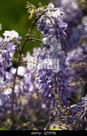 Bella appesa alla pioggia blu Wisteria in un giardino con sfondo sfocato. Foto verticale Foto Stock