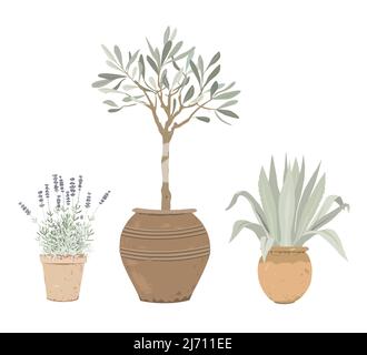 Set di piante in vaso mediterranee. Lavanda, olivo e agave blu in vasi di fiori. Elementi di design per giardino o arredamento. Illustrazione Vettoriale