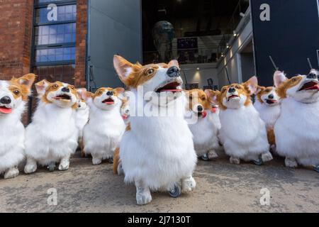 Coventry, Regno Unito. 5th maggio 2022. Puppet corgis creato da Coventry based eventi azienda di produzione Imagineer si siedono pazientemente mentre l'azienda prepara il suo contributo al Giubileo del platino della Regina Pageant il mese prossimo. I corgis fanno parte della mostra The Queen's Favorites. Credit: Peter Lopeman/Alamy Live News Foto Stock