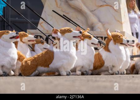 Coventry, Regno Unito. 5th maggio 2022. Puppet corgis creato da Coventry based eventi azienda di produzione Imagineer si siedono pazientemente mentre l'azienda prepara il suo contributo al Giubileo del platino della Regina Pageant il mese prossimo. I corgis fanno parte della mostra The Queen's Favorites. Credit: Peter Lopeman/Alamy Live News Foto Stock