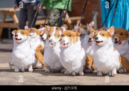 Coventry, Regno Unito. 5th maggio 2022. Puppet corgis creato da Coventry based eventi azienda di produzione Imagineer si siedono pazientemente mentre l'azienda prepara il suo contributo al Giubileo del platino della Regina Pageant il mese prossimo. I corgis fanno parte della mostra The Queen's Favorites. Credit: Peter Lopeman/Alamy Live News Foto Stock