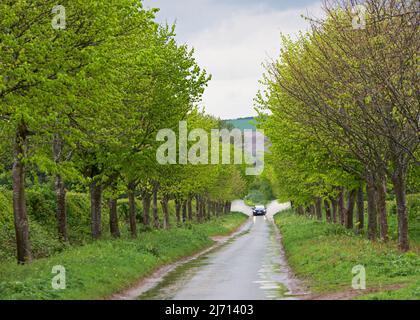 Auto che guida attraverso l'acqua e fare un tuffo, su una strada alberata vicino Hotham, Yorkshire orientale, Inghilterra Regno Unito Foto Stock