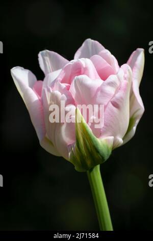 Splendido Parrot Tulip rosa e bianco che entra in fiore e si contrappone al fogliame fuori fuoco in un giardino Foto Stock