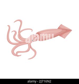 Calamari crudi, non cotti con tentacoli e una coda. Animali marini, frutti di mare. Stile piatto. Immagine vettoriale a colori isolata su sfondo bianco. Illustrazione Vettoriale