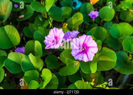 Ipomoea fiore natura alla spiaggia Foto Stock