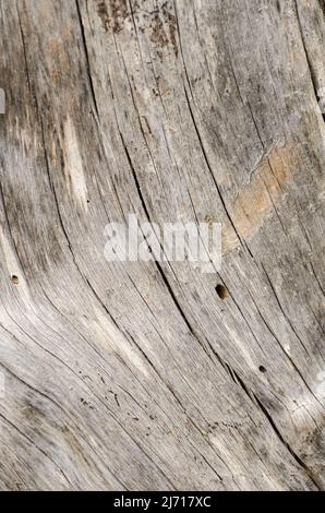 Sfondo in legno astratto o struttura di un tronco di albero con crepe e fessure Foto Stock