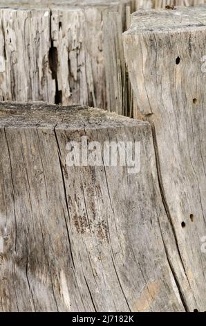 Sfondo in legno astratto o struttura di un tronco di albero con crepe e fessure Foto Stock