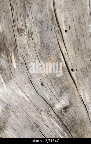 Sfondo in legno astratto o struttura di un tronco di albero con crepe e fessure Foto Stock