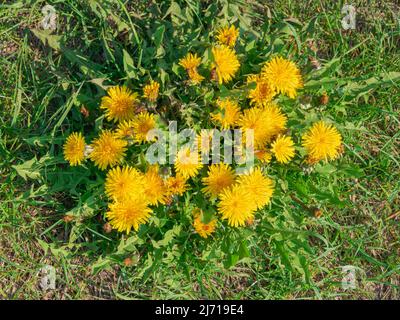 Primavera in un prato coltivato a prato verde, erba fresca. Tra il verde dell'erba, si possono vedere numerosi fiori gialli di dente di leone. Foto Stock