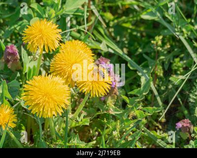 Primavera in un prato coltivato a prato verde, erba fresca. Tra il verde dell'erba, si possono vedere numerosi fiori gialli di dente di leone. Foto Stock