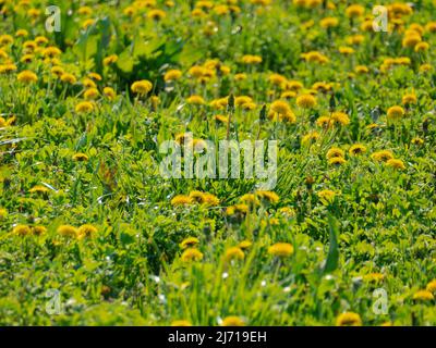 Primavera in un prato coltivato a prato verde, erba fresca. Tra il verde dell'erba, si possono vedere numerosi fiori gialli di dente di leone. Foto Stock