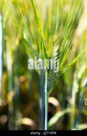 Orecchio di grano e noccioli Foto Stock