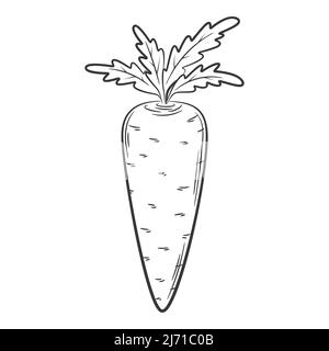 Carota. Una verdura in stile lineare, disegnata a mano. Ingrediente alimentare, design element.Lineart. Illustrazione vettoriale in bianco e nero. Isolato su un molo Illustrazione Vettoriale