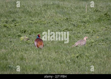 Maschi e femmine fagiano comune che cammina attraverso un campo in East Grinstead Foto Stock