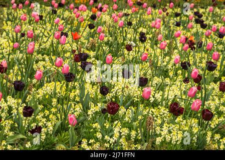 Tulipani neri, rossi e rosa in un letto di fiori gialli. Perenne fiorente in primavera. Foto Stock