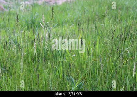 Teste di seme su una patch di erba del prato di Tall Foto Stock