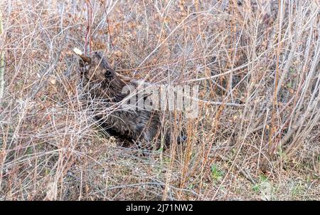 Castoro americano (Castor canadensis) che taglia un piccolo albero, Prince’s Island Park, Calgary, Alberta, Canada Foto Stock