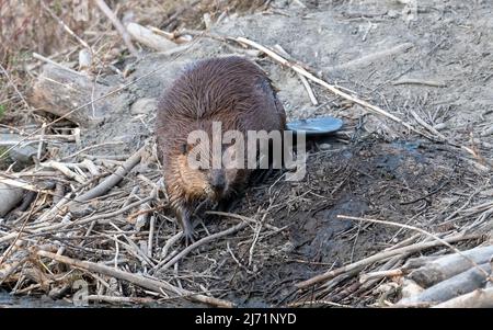 Castoro americano (Castor canadensis) che si arrampica su Lodge, Prince’s Island Park, Calgary, Alberta, Canada Foto Stock