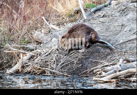 Castoro americano (Castor canadensis) che si arrampica su Lodge, Prince’s Island Park, Calgary, Alberta, Canada Foto Stock