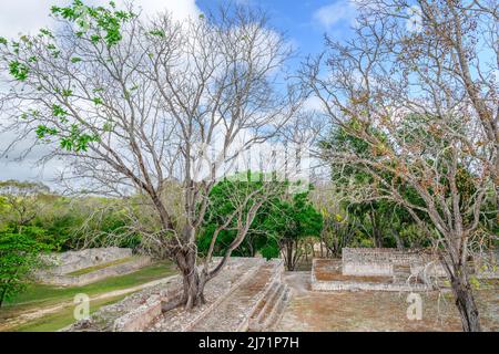 Antiche rovine maya di Edzna - parzialmente restaurate e abbandonate con alberi che crescono attraverso gli edifici Foto Stock