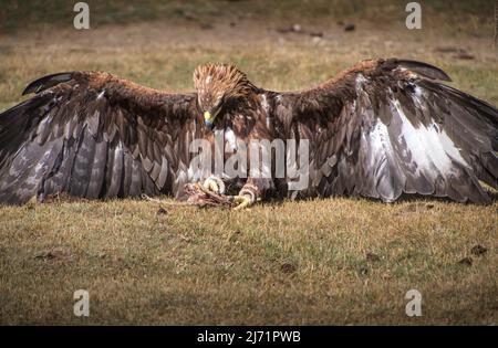 L'aquila reale (Aquila chrysaetos) cattura un alimento dalla terra. Mongolia occidentale. Â Foto Stock