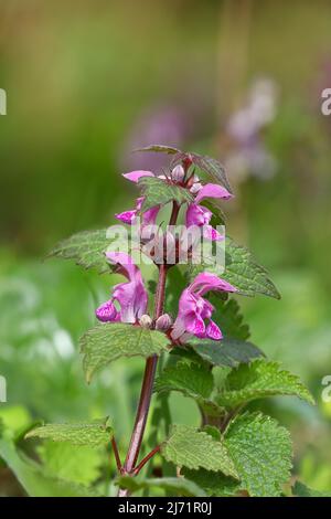 Bluehende Rote Taubnessel (Lamium purpurpureum), Rheinland-Pfalz, Germania Foto Stock