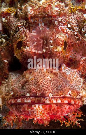 Frontalansicht von Kopf von roter Baertiger Drachenkopf (Scorpaenopsis oxicephala), Pazifik Foto Stock