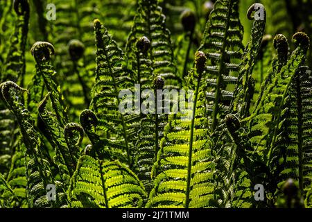 Wurmfarn (Dryopteris filix-mas), Detail, Baden-Wuerttemberg, Germania Foto Stock