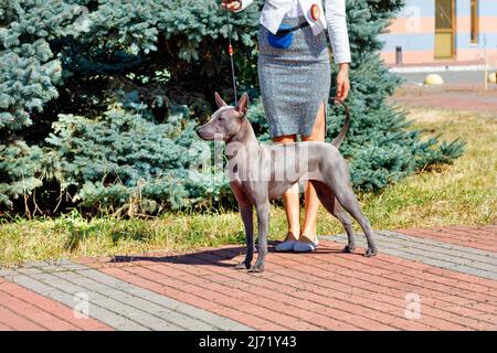 Thai RidgebaA bella Ridgeback tailandese in una passeggiata sullo sfondo di un parco cittadino in una soleggiata giornata estiva.ck Foto Stock