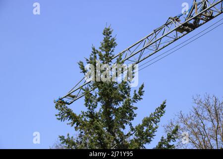 Il braccio di una gru da cantiere scatta sulla parte superiore di un albero Foto Stock