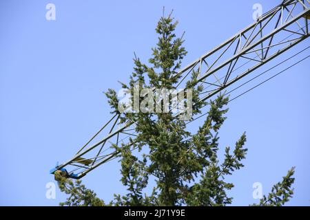 Il braccio di una gru da cantiere scatta sulla parte superiore di un albero Foto Stock