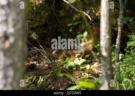 Scoiattolo rosso su un pavimento di foresta Foto Stock