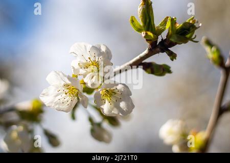 fiori di ciliegio in fiore su un ramo, soleggiata primavera con cielo blu, vista ravvicinata Foto Stock