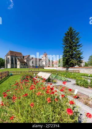 Klatschmohn im Kraeutergarten des Muenster St. Maria und Markus, Mittelzell, Insel Reichenau, Bodensee, Baden-Wuerttemberg, Germania Foto Stock