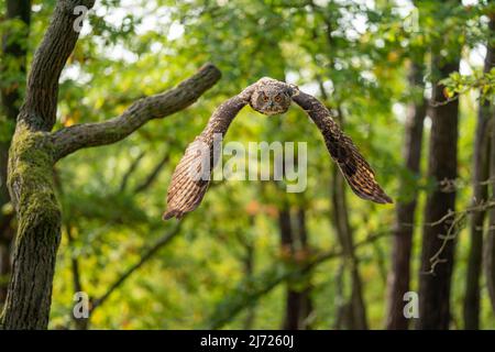 Volare l'aquila eurosiana gufo da un fronte nella foresta verde. Gufo grande che vola verso la fotocamera. Foto Stock
