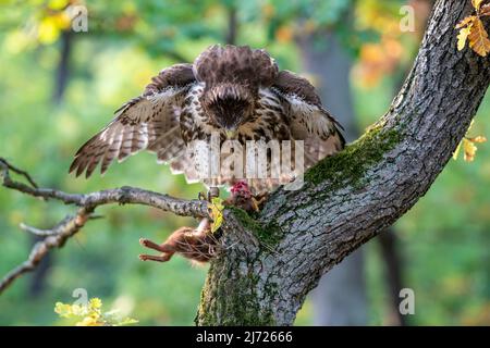 Raptor strappare su preso preda. Falco a coda rossa con scoiattolo rosso cacciato. Buteo jamaicensis.Sciurus vulgaris. Foto Stock