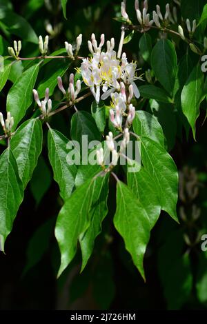 Amur honeysuckle, Heckenkirschen, Chèvrefeuille de Maack, Lonicera maackii, koreai lonc, Ungheria, Europa Foto Stock