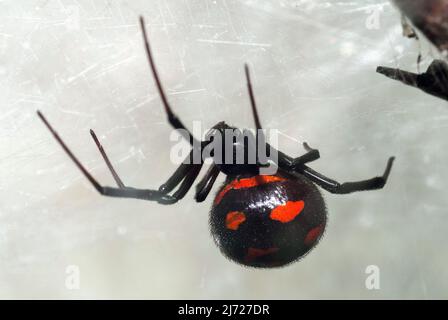 Vedova nera mediterranea, vedova nera europea, Europäische Schwarze Witwe, Karakurt, Malmignatte, Latrodectus tredecimguttatus, európai fekete özvegy Foto Stock