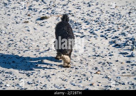 Goldendoodle sulla spiaggia del Mar Baltico. Il cane corre al proprietario. Gode la spiaggia Foto Stock