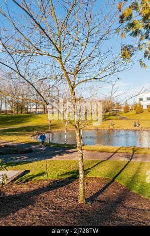 Duck Pond Park dietro la biblioteca pubblica Hillsboro Brookwood di Hillsboro, Oregon Foto Stock