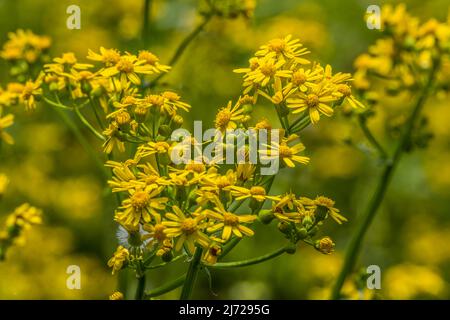 Primo piano di una pianta di erbe in fiore con alcuni fiori ancora in apertura giallo brillante con polline per attirare farfalle e api in una giornata di sole in spr Foto Stock