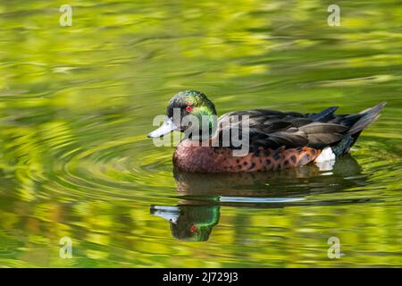 Castagno teal (Anas castanea) maschio nuoto in stagno, dabbling anatra nativo Australia Foto Stock