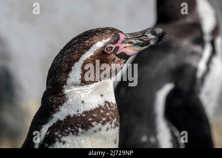 Humboldt pinguino / Pinguino peruviano (Spheniscus humboldti) nativo del Sud America Foto Stock