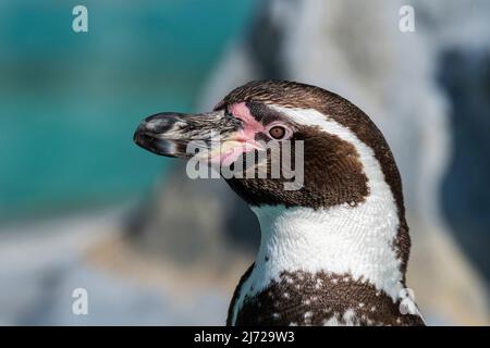 Humboldt pinguino / Pinguino peruviano (Spheniscus humboldti) nativo del Sud America Foto Stock