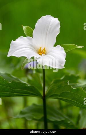 Uno studio di un unico fiore bianco Trillium grandiflorum in primavera in un ambiente boschivo Foto Stock