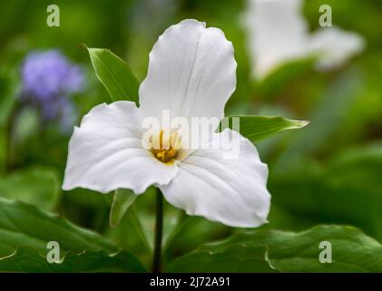 Uno studio di un unico fiore bianco Trillium grandiflorum in primavera in un ambiente boschivo Foto Stock
