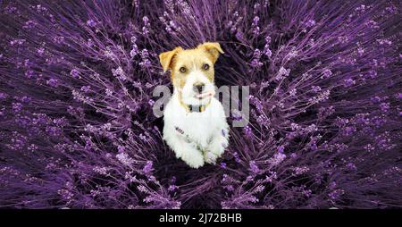 Carino divertente cucciolo cane cucciolo mendicante e leccarsi bocca nel campo di fiori di lavanda. Banner estivo. Foto Stock