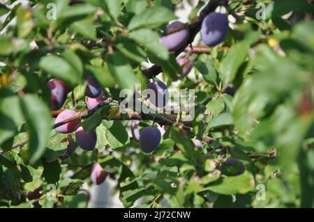 Prugne su un albero scuro gustoso prugne su un ramo verde dietro la luce del sole europeo Plum.Close up delle prugne maturi sul ramo. prugne mature su un ramo di albero. Foto Stock