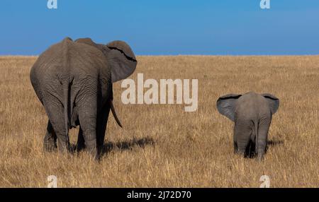 Madre Elephant e vitello camminando attraverso la savana del parco nazionale africano. Visto a game drive in paesaggio africano. Foto Stock